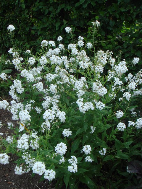 Hesperis matronalis var.alba